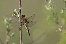 Libellula quadrimaculata